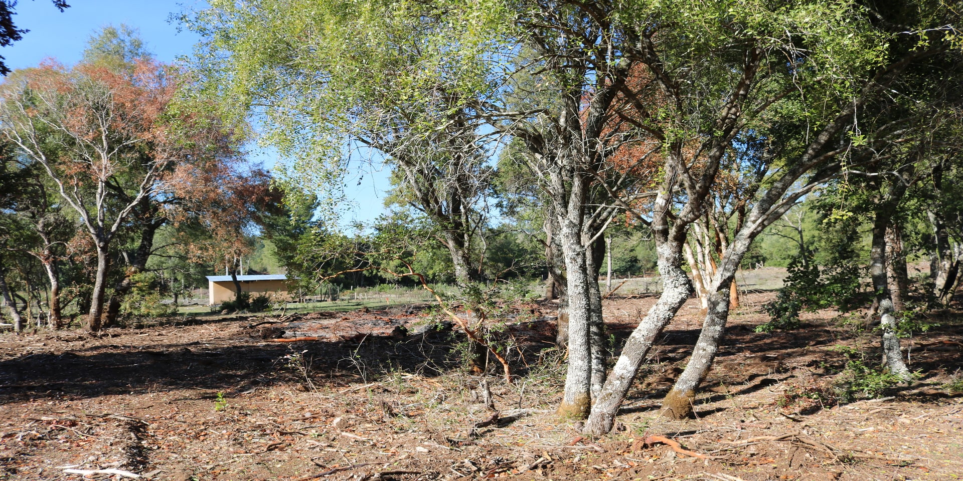 Aires del Monte
