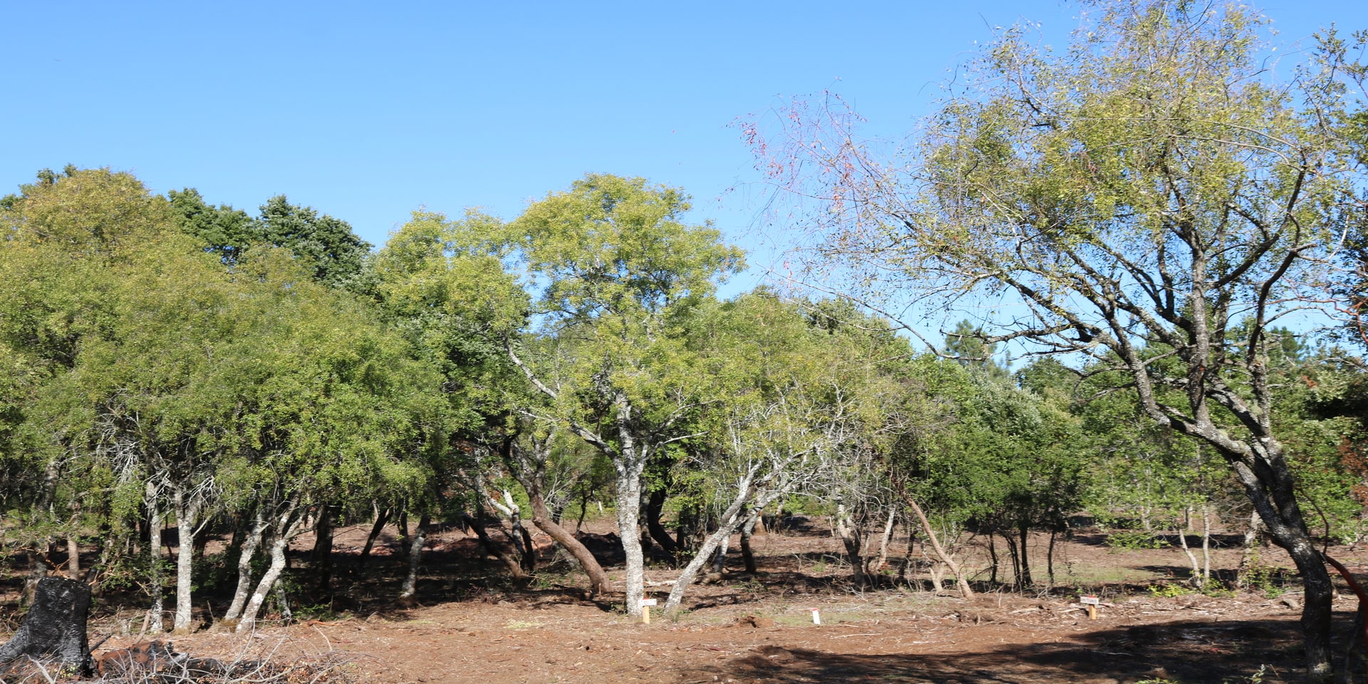 Aires del Monte