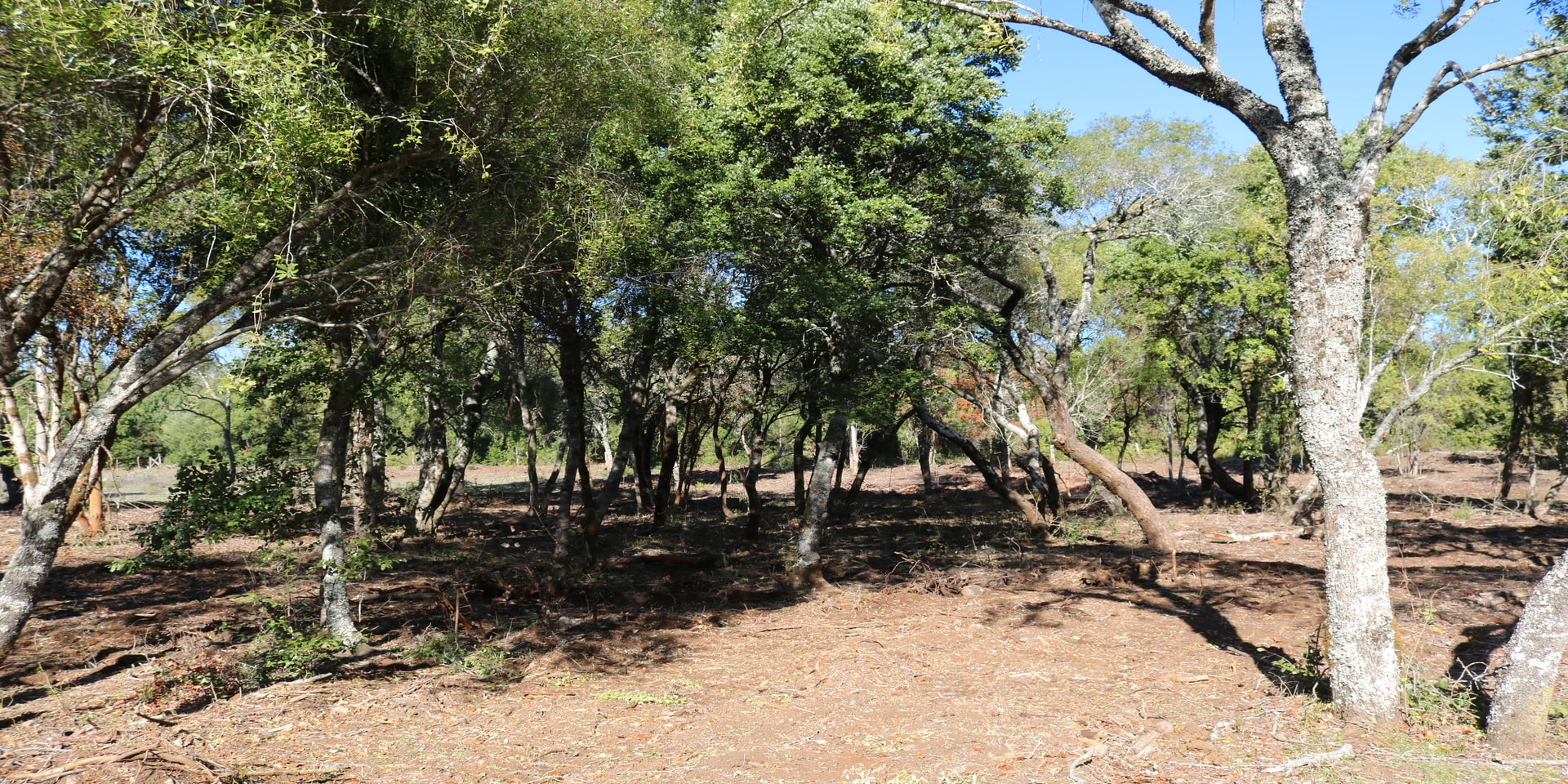 Aires del Monte